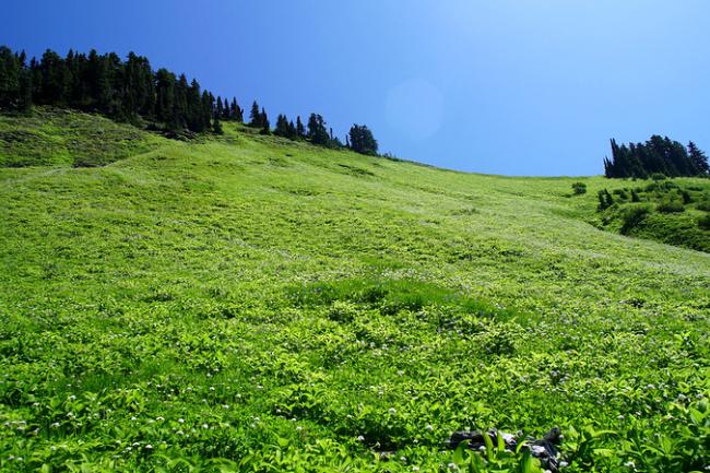 green alpine meadow