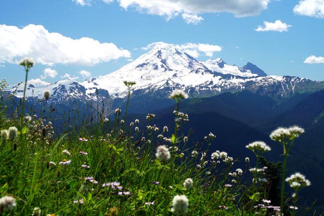 view of mountain through wildflowers