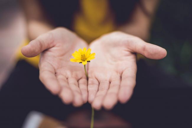 two hands holding a yellow daisy