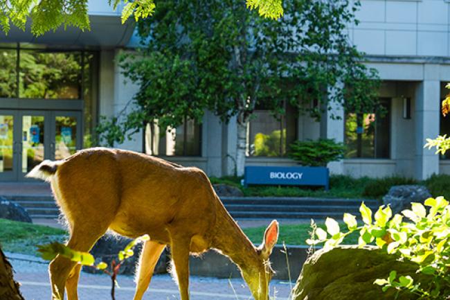 deer eating grass in front of campus building