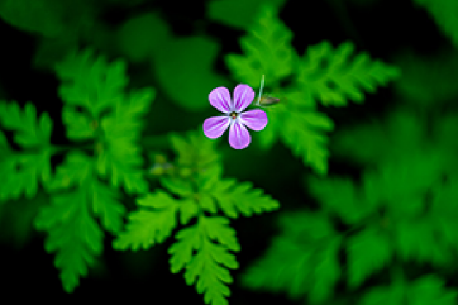 small purple flower against green leaves