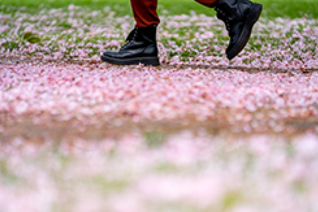 black boots walking on a carpet of pink flower petals