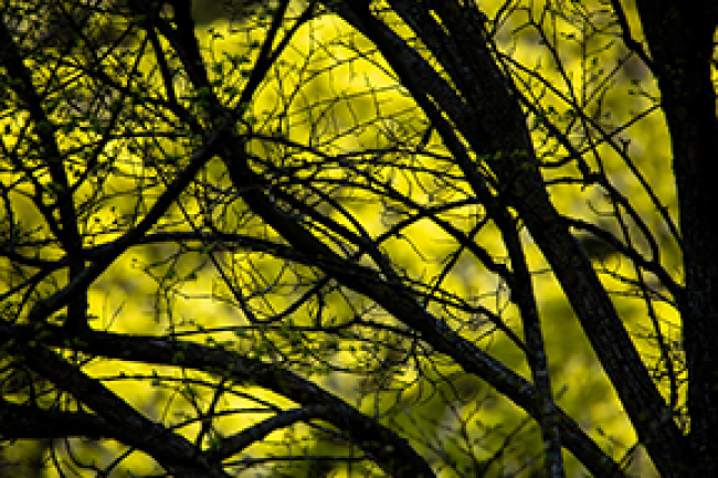 dark tree branches against bright green leaves