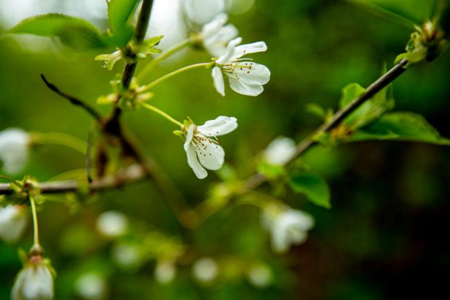 a close up of white blossoms on a tree in springtime 