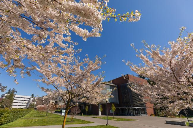 trees with pink cherry blossoms bloom on campus 