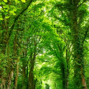 path through forest