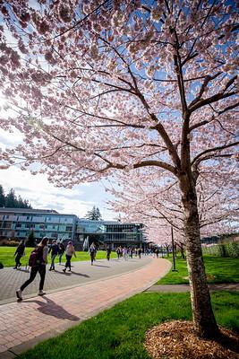 Students walking on brick path under cherry blossoms in Springtime.